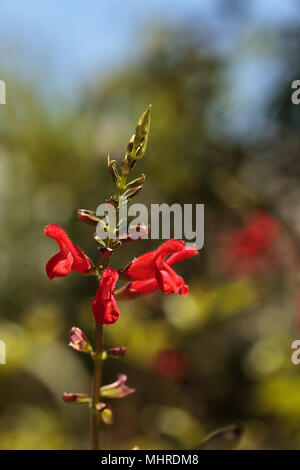 Red Salvia ‘Phyllis fancy’ flower blooms in a garden in Naples, Florida Stock Photo