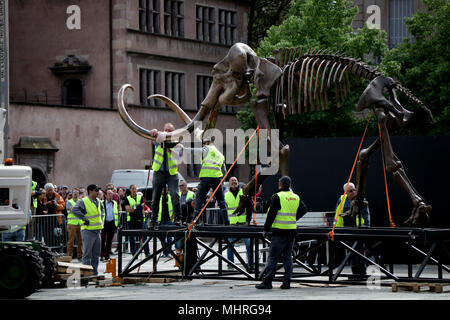 Workers seen moving Jacques Rival’s installation 'Mammuthus Volantes' (Flying Mammoth) next to the water fountains in Cathedral Square in Strasbourg during the 'Industrie Magnifique' festival. The complete mammoth skeleton was acquired at an auction by the company ‘Soprema’ and its size are 3.4 metres in length, 5.4 metres in height and its weighs is around 1400 kilograms. Stock Photo