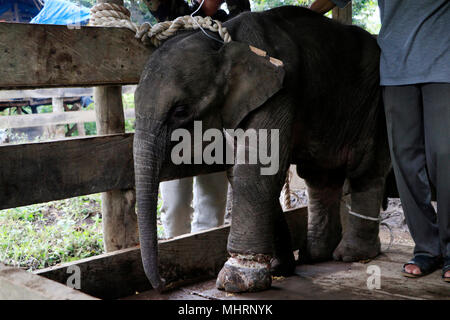 (180503) -- ACEH, May 3, 2018 (Xinhua) -- Vets try to take care of a wounded Sumatran baby elephant in Aceh, Indonesia, May 3, 2018. (Xinhua/Junaidi) (wtc) Stock Photo