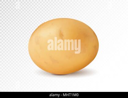 Realistic potato, 3d vector illustration Stock Vector