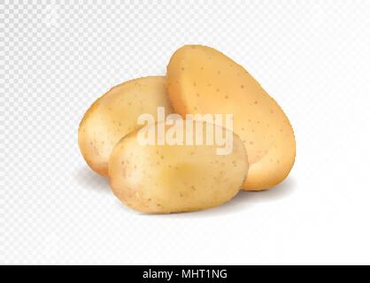 Realistic potato. Three potatoes grope. 3d vector eps10 Stock Vector