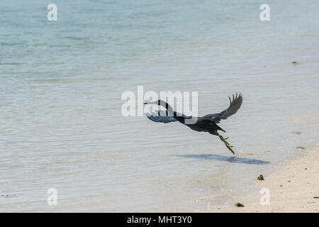 Polynesia heron flying on the pacific sea background Stock Photo