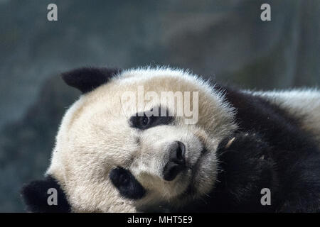 giant panda newborn baby portrait close up while looking at you Stock Photo