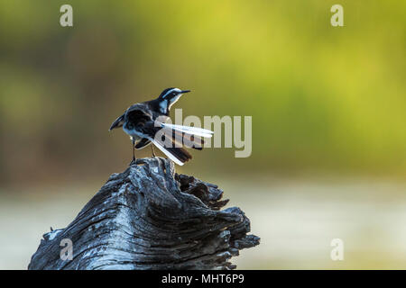 African pied wagtail in Kruger national park, South Africa ;Specie Motacilla aguimp family of Motacillidae Stock Photo