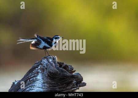 African pied wagtail in Kruger national park, South Africa ;Specie Motacilla aguimp family of Motacillidae Stock Photo