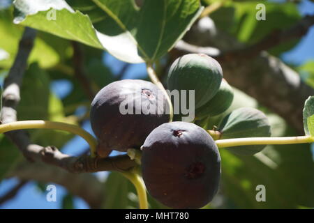 RIPE FIGS IN ITALY Stock Photo