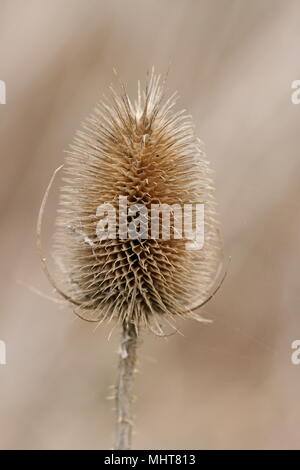 Teasel Seed Heads (Dipsacus fullonum) Stock Photo