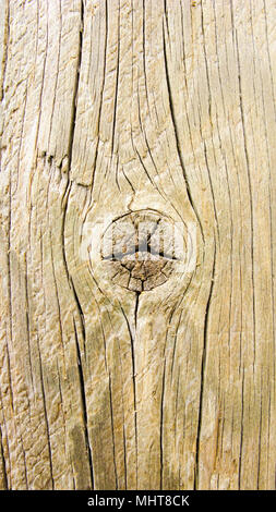 Tree trunk texture Stock Photo