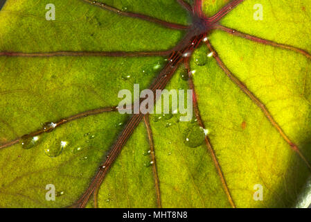 Water droplets sitting on and repelled by the waxy surface of a taro leaf, Colocasia esculenta Stock Photo