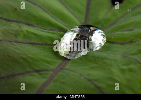 Large water droplet sitting on and repelled by the waxy surface of a taro leaf, Colocasia esculenta Stock Photo