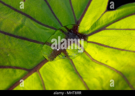 Large water drop sitting on and repelled by the waxy surface of a backlit taro leaf, Colocasia esculenta Stock Photo