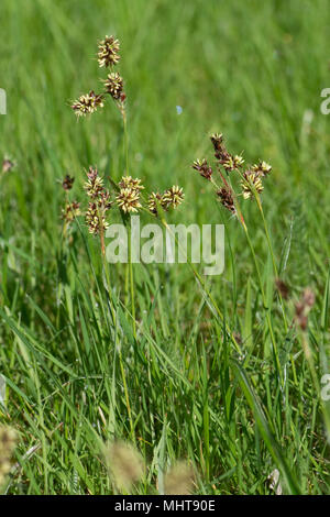 Field woodrush or Good Friday grass, Luzula campestris, a weed rush flowering in a garden lawn, April Stock Photo