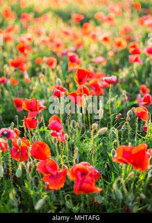 Nature, spring, summer, blooming red flowers concept - close-up of poppy flowers in the open ground, active flowering crops on a field of poppies . vertical. Stock Photo