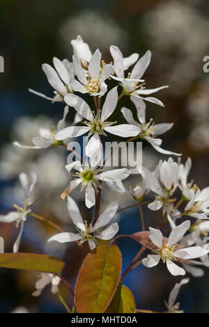 Snowy Mespilus, Prakthäggmispel (Amelanchier lamarckii) Stock Photo