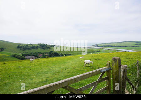 White goats on a mountain farm Stock Photo