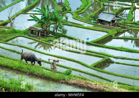 Bali, Indonesia 12 January 2018 - Rice plantation with buffalo and working man. harvesting cereal Stock Photo