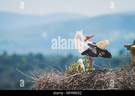 Stork performing courtship dance in the nest in the city of Trujillo, Cáceres, Spain Stock Photo