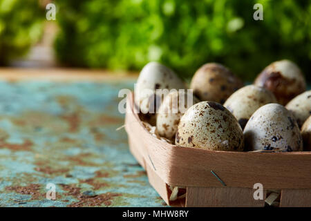 Quail eggs in the box on blue textured surface with green blurred natural leaves background, selective focus, close-up. Conceptual Easter still life.  Stock Photo