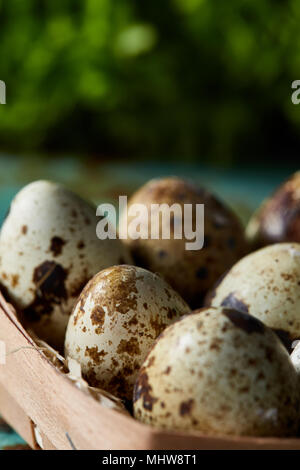 Quail eggs in the box on blue textured surface with green blurred natural leaves background, selective focus, close-up. Conceptual Easter still life.  Stock Photo