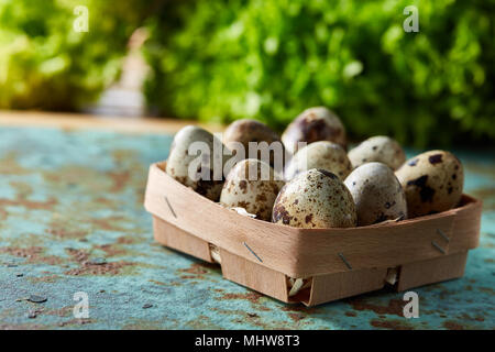 Quail eggs in the box on blue textured surface with green blurred natural leaves background, selective focus, close-up. Conceptual Easter still life.  Stock Photo