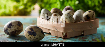 Quail eggs in the box and saparated ones on blue textured surface with green blurred natural leaves background, selective focus, close-up. Conceptual  Stock Photo