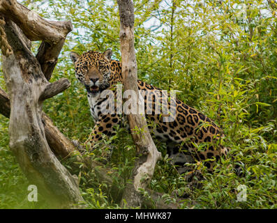 Jaguar climbing in tree Stock Photo