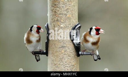 European goldfinches (Carduelis carduelis) feeding from a bird feeder at Summer Leys nature reserve, Northamptonshire, England. Stock Photo