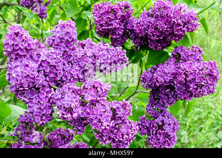 https://l450v.alamy.com/450v/mhx59y/purple-lilac-flower-syringa-vulgaris-charles-joly-mhx59y.jpg