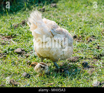 Domestic farmyard chickens, Easter Island, Chile. Female chicken with chick feeding on the ground Stock Photo