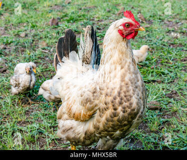 Domestic farmyard chickens, Easter Island, Chile. Close up of female chicken with chicks following Stock Photo