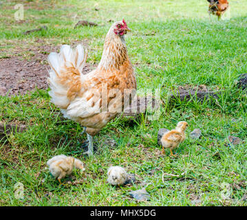 Domestic farmyard chickens, Easter Island, Chile. Female chicken with chicks feeding on the ground Stock Photo