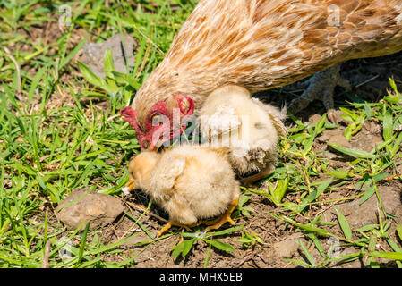 Domestic farmyard chickens, Easter Island, Chile. Close up of female chicken with fluffy small yellow chicks feeding on the ground Stock Photo