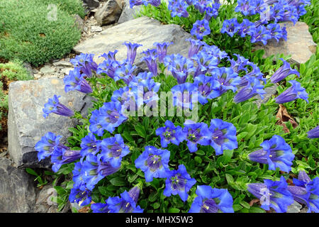 Gentiana acaulis ' Frohnleiten ' garden alpine plants rockery Stock Photo