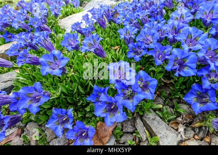 Gentiana acaulis ' Frohnleiten ' Blue stemless garden Stock Photo