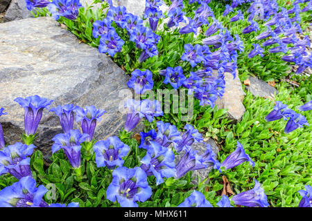 Blue stemless, Gentiana acaulis ' Frohnleiten ' in a rock garden alpine plants rockery stone Stock Photo