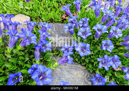 Blue stemless, Gentiana acaulis ' Frohnleiten ' in a rock garden Stock Photo