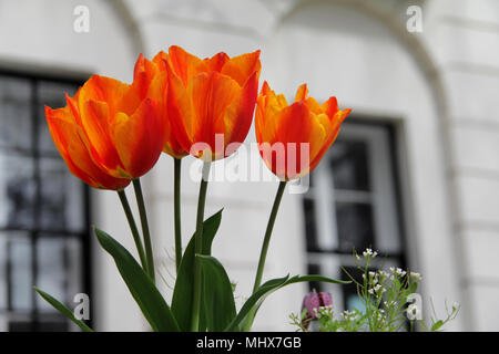 Red, Orange & Yellow Tulips, flowering in Spring Stock Photo