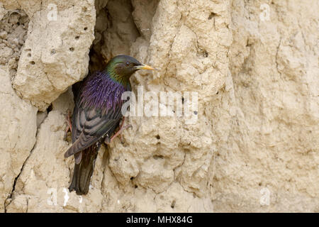 The common starling(Sturnus vulgaris porphyronotus) near nest, central Asia. Stock Photo