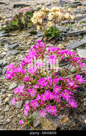 Lewisia cotyledon in a rock garden Stock Photo