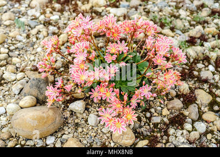 Lewisia cotyledon in a rock garden Stock Photo