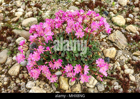 Lewisia cotyledon in a rock garden Stock Photo