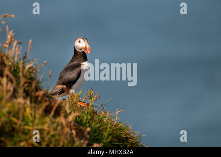 Puffin portrait near the nest in Mykines Faer Far Oer island looking at the norwegian sea Stock Photo