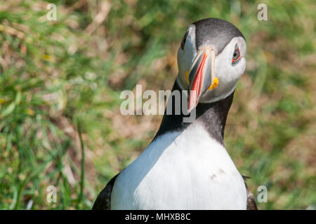 Puffin portrait near the nest in Mykines Faer far Oer island Stock Photo