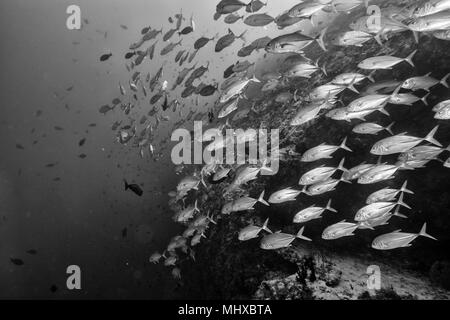Inside a giant travelly tuna school of fish close up in the deep blue sea  Stock Photo - Alamy