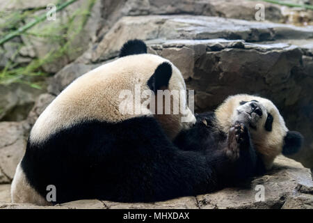 giant panda newborn baby portrait close up while looking at you Stock Photo