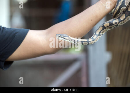 Python snake portrait while coming Stock Photo