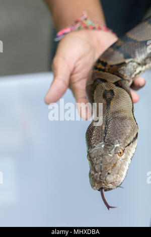 Python snake portrait while coming Stock Photo