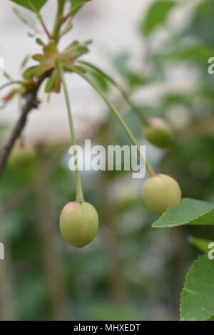 Two Unripe Cherries Growing on Tree Stock Photo