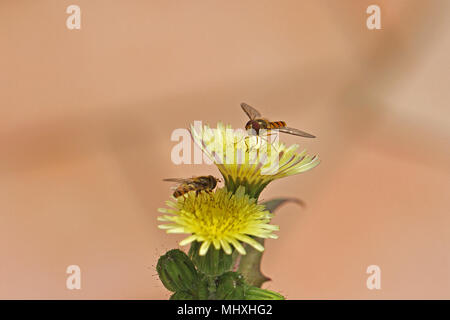 Pair of European hover-flies Latin name episyrphus balteatus feeding on a yellow prickly sow-thistle flower Latin name sonchus asper or oleraceus Stock Photo