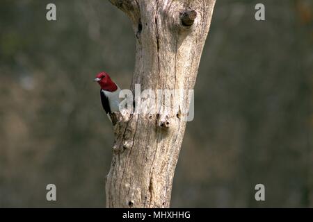 A Red Headed Woodpecker Watches From A Dead Tree Stock Photo